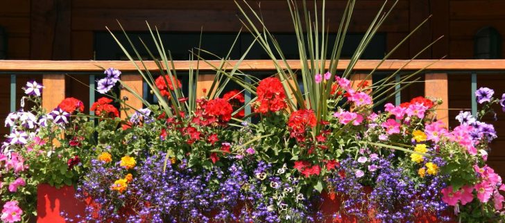 Quelles plantes pour un balcon en plein soleil